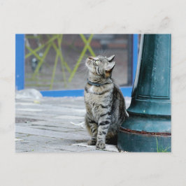 Postal Foto gato , animal de estimação , animais . cartão