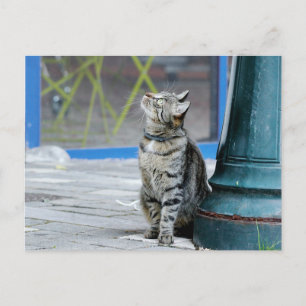 Postal Foto gato , animal de estimação , animais . cartão