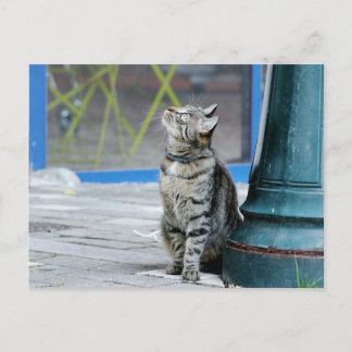 Postal Foto gato , animal de estimação , animais . cartão