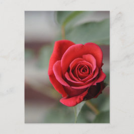 Postal Fotografia de Elegância Rosa Vermelha em Cartão Po