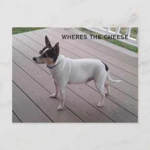 Postal fox terrier de brinquedo fofo/chihuahua cartão pos