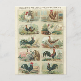 Postal Galinhas do vintage -- Cartão decorativo das
