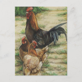 Postal Galo "ar livre" & cartão de 2 galinhas