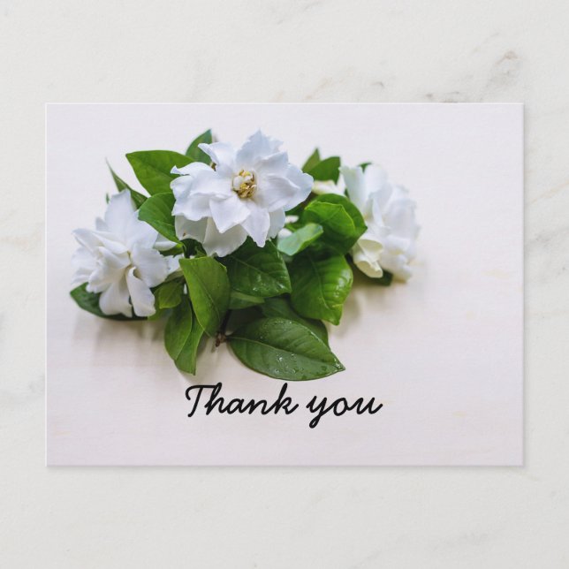 Postal Gardenia flores Simpatia Obrigado Cartão Simples (Frente)