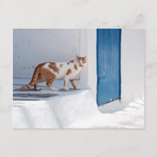 Postal Gato de Mykonos - cartão