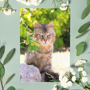 Postal Gato de Olhos Verdes em Ravello Itália Cartão Post