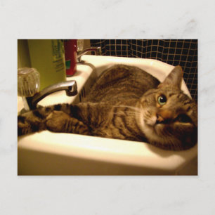 Postal gato na pia Cartão