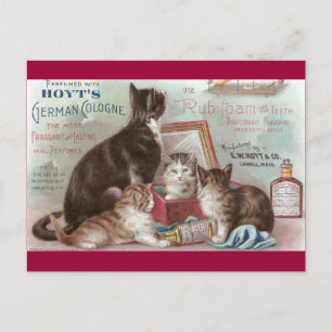 Postal Gatos Vendendo Bolonha Cartão Vitoriano