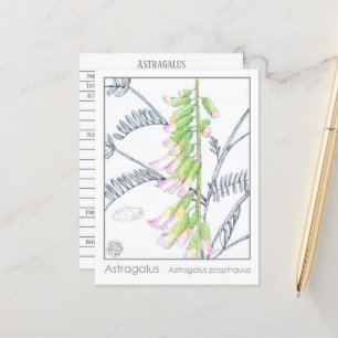 Postal Herb Materia Medica Plantas Astragalus Cartão de E