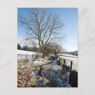Postal Inverno - Cartão Floresta Macclesfield