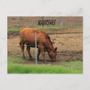 Postal Kansas Cow num Cartão de Posto de pastagens