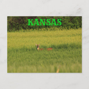 Postal Kansas Deer em um Cartão de Posto de Campo de Trig