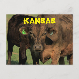 Postal Kansas Vacas em um Cartão de Posto de Pasture.