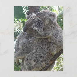 Postal Koalas QLD Austrália do cartão