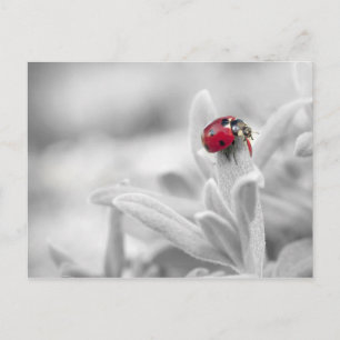 Postal Ladybug no cartão branco