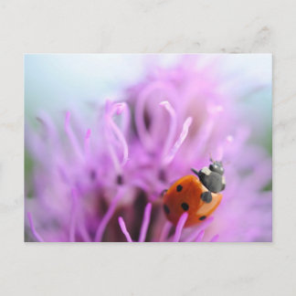 Postal Ladybug no cartão de flores roxo