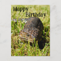 Lagarto de Língua Azul Australiano, Cartão de Aniv