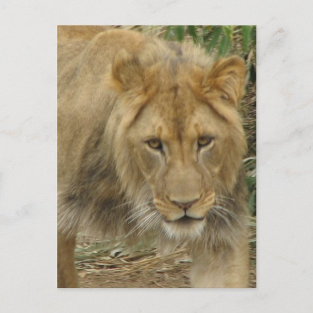 Postal Leo, o Cartão Leão (Frente)