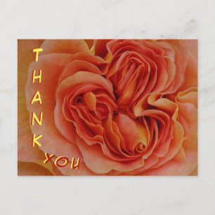 Postal Lindo cartão de agradecimento de rosa pastéis de p