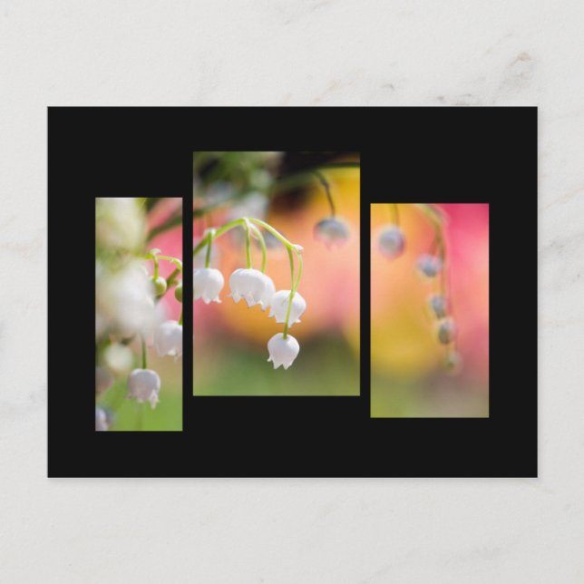 Postal Lírio do cartão do vale (Frente)