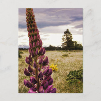 Postal Lupins cor-de-rosa-fundo selvagens no cartão posta
