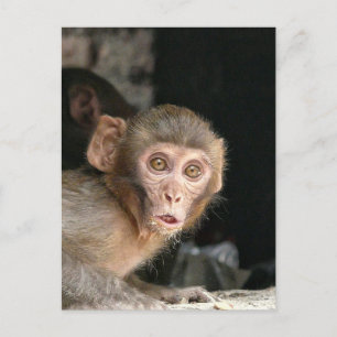 Postal Macaco assustado com cartão vertical de olhos gran
