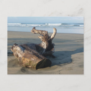 Postal Madeira Flutuante Costa Rica Praia Foto Cartão Pos