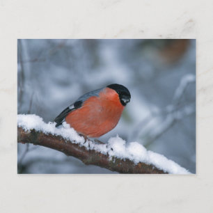 Postal Male Bullfinch no Cartão de Neve