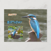 Martim-pescadores Fofos Cartão de Aniversário