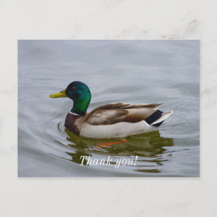 Postal Nade Pato Nade Cartão de Agradecimento