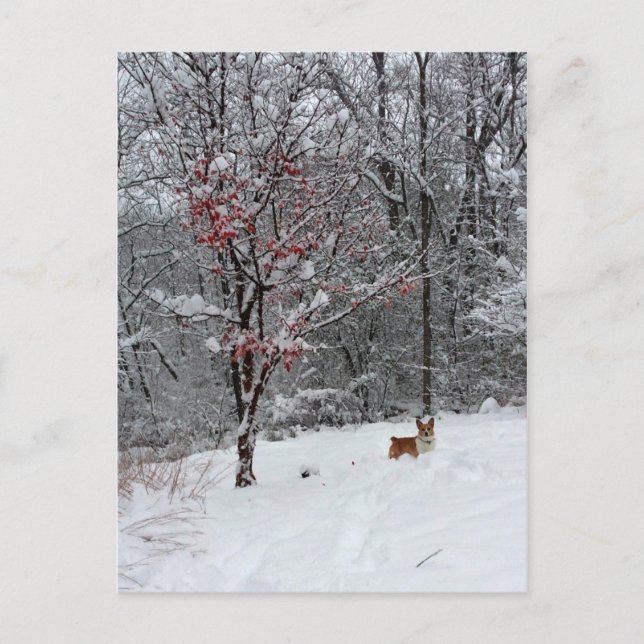 Postal Neve adiantada: Cartão do Corgi (Frente)