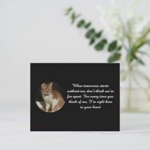 Postal Nome da foto do gato Texto Cartão de simpatia pela