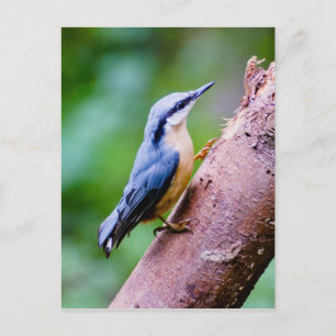 Postal Nuthatch Selvagem Na Floresta - Cartão Poste