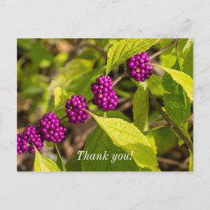 Postal O American Beautyberry Cartão de Agradecimento