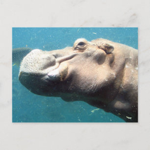 Postal O cartão de posto Hippo