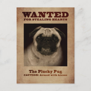 Postal O cartão valente do Pug