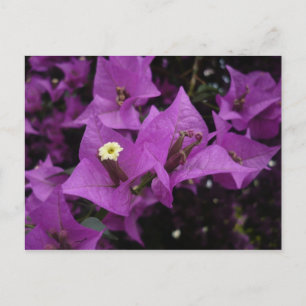 Postal O roxo floresce o cartão de