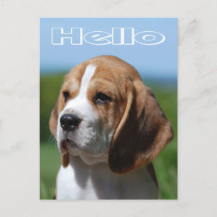 Postal Olá Beagle Puppy Dog - Cartão de Posto