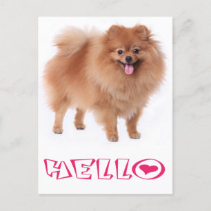 Postal Olá Cartão de Posto de Cachorro Pomeraniano Puppy 