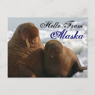 Postal Olá Do Cartão De Posto Do Alaska Walrus