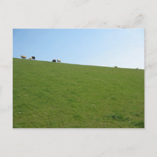 Postal Ovinos no Cartão com fotos Holandês