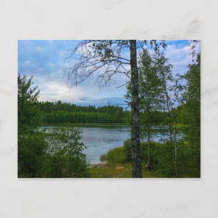 Postal Paisagem Natural Cenário Bétula Belarus Cartão Pos