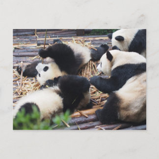 Postal Pandas, cartão de Chengdu, China
