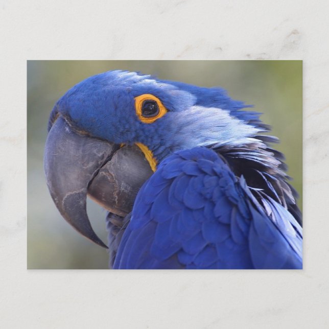 Postal Papagaio do azul do cartão (Frente)