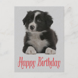 Postal Parabéns Borda Collie Puppy Dog Cartão Posto