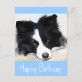 Postal Parabéns Borda Collie Puppy Dog Cartão Posto