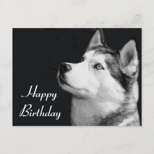 Postal Parabéns Siberian Husky Puppy Dog Cartão de Post
