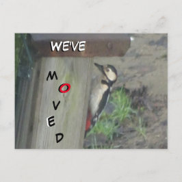 Postal Pica-pau giro na caixa do ninho que movemos cartão