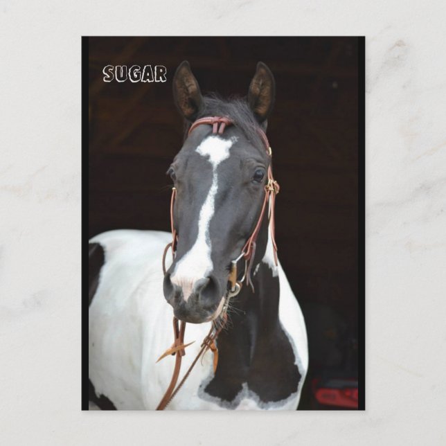 Postal Pinto Filly chamada cartão de posto "Açúcar" (Frente)