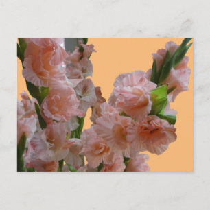 Postal Pó de Gladíolos Cor-de-Rosa-Cor-de-Pastel. Cartão